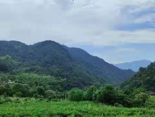 湖北GA黄金甲集团英山有机茶厂